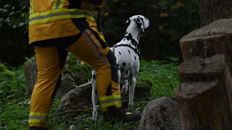 Hunde fanden eine weitere Fährte, die sich in einem Wald bei Zehna wieder verlor.