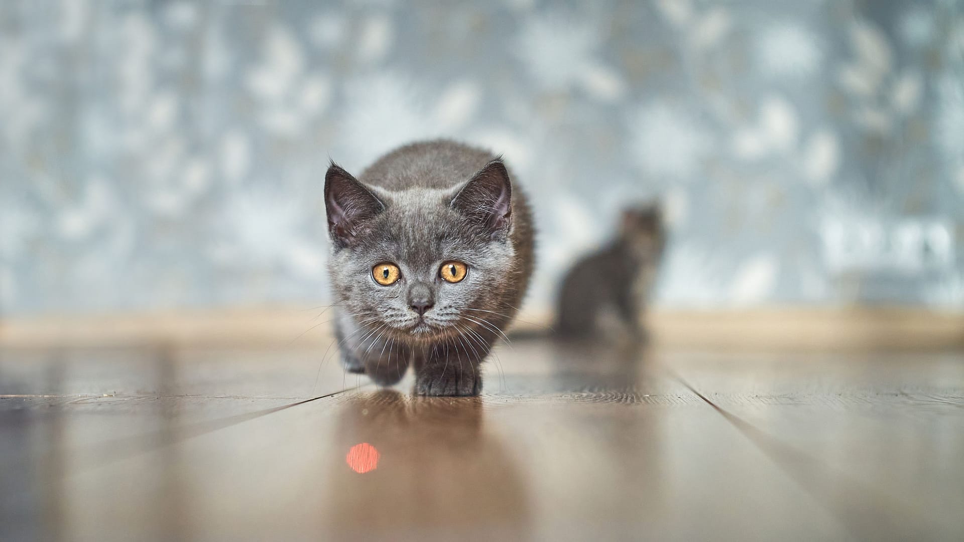 Spielen mit einem Laserpointer: Das Licht kann die Augen von Katzen und Menschen schädigen