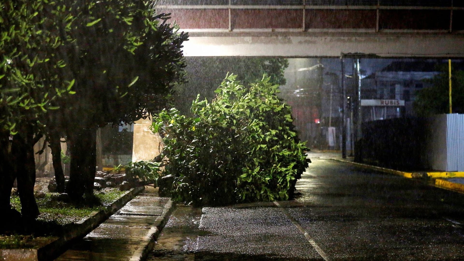 Ein umgefallener Baum in Jamaika: Bereits vor Ankunft des Hurrikans herrschen gefährliche Bedingungen in dem Urlaubsland. Ein umgefallener Baum in Jamaika: Bereits vor Ankunft des Hurrikans herrschen gefährliche Bedingungen in dem Urlaubsland.