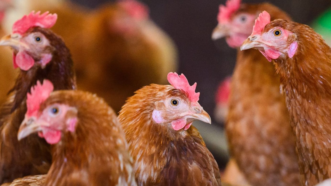 Hühner in einem Hof in Niedersachsen (Archivbild): Auch ein Tierwohl-Siegel steht in der Kritik. Hühner in einem Hof in Niedersachsen (Archivbild): Auch ein Tierwohl-Siegel steht in der Kritik.