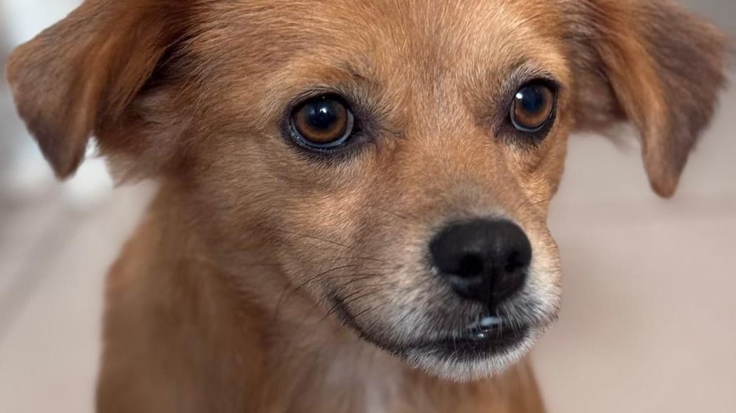 Leni im Franziskus Tierheim in Hamburg: Die Mischlingshündin ist seit Mitte Oktober in der Einrichtung. Leni im Franziskus Tierheim in Hamburg: Die Mischlingshündin ist seit Mitte Oktober in der Einrichtung.