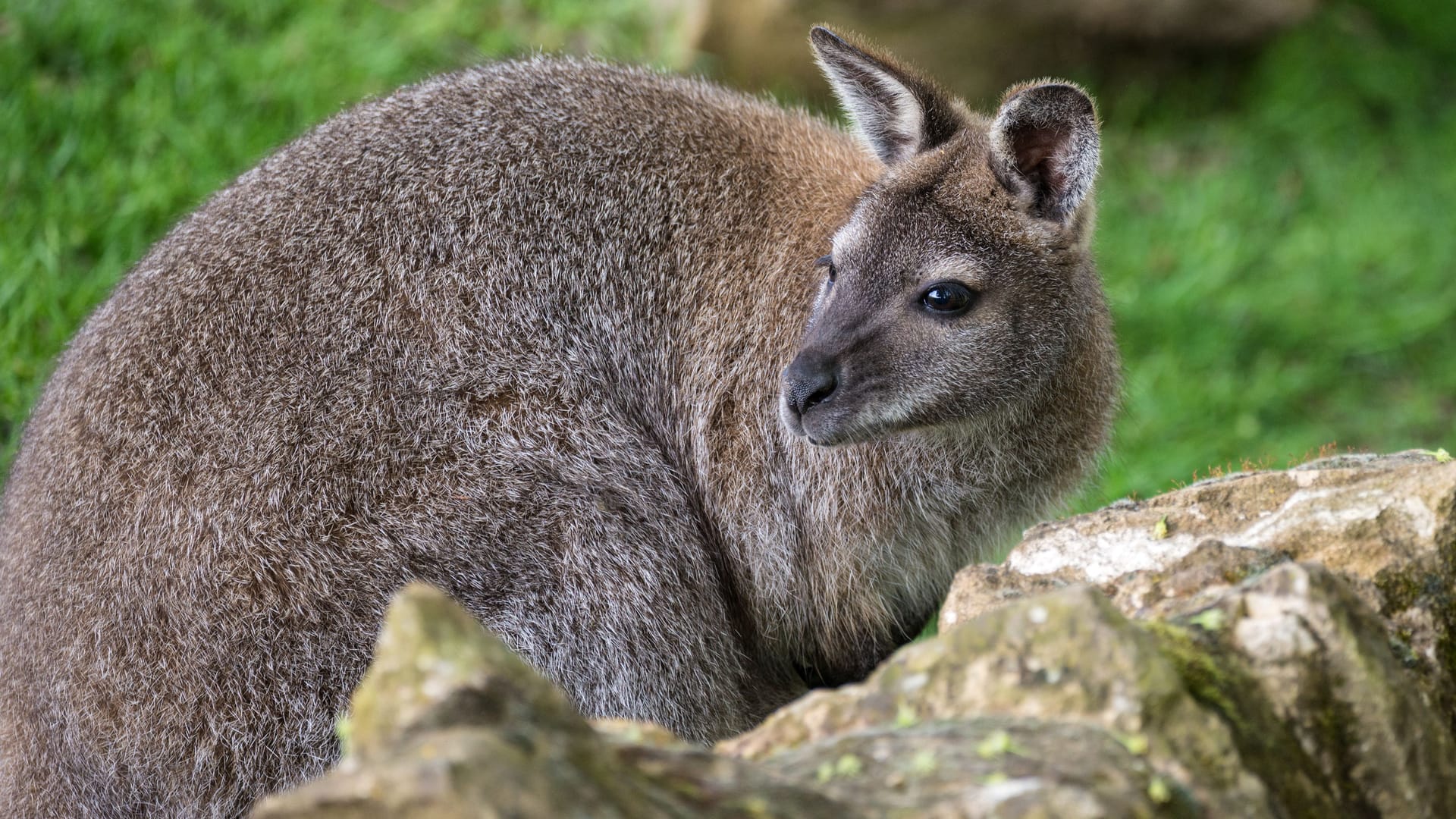 Ein Wallaby-Känguru im Wald (Symbolbild): Ein solches Tier ist auch in Berlin entlaufen. Ein Wallaby-Känguru im Wald (Symbolbild): Ein solches Tier ist auch in Berlin entlaufen.