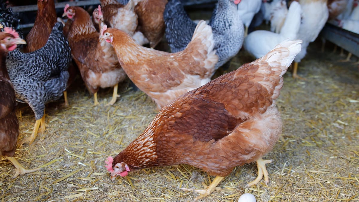 Neznanci spremenili S-Bahn v Kölnu v kokošnjak