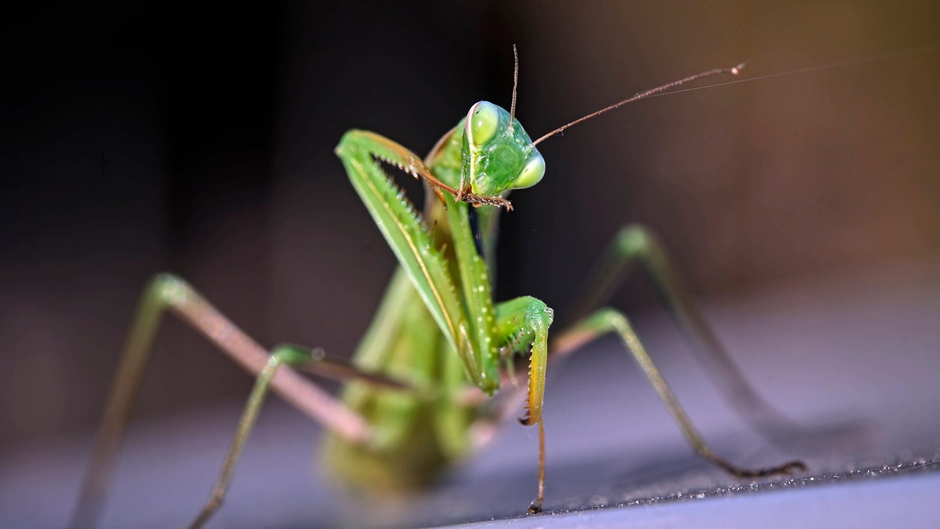 imago images 0836235120