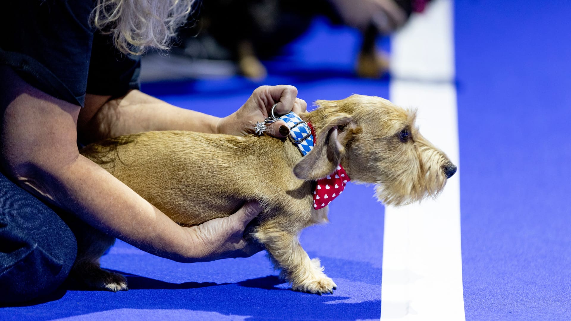 Ein Dackel an der Startlinie (Archivbild): In München können Zuschauer am Wochenende bei Deutschlands größtem Indoor-Dackelrennen dabei sein.