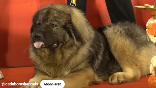 Der angebliche Wolfshund: Das Tier soll rund fünf Millionen Euro gekostet haben. Der angebliche Wolfshund: Das Tier soll rund fünf Millionen Euro gekostet haben.