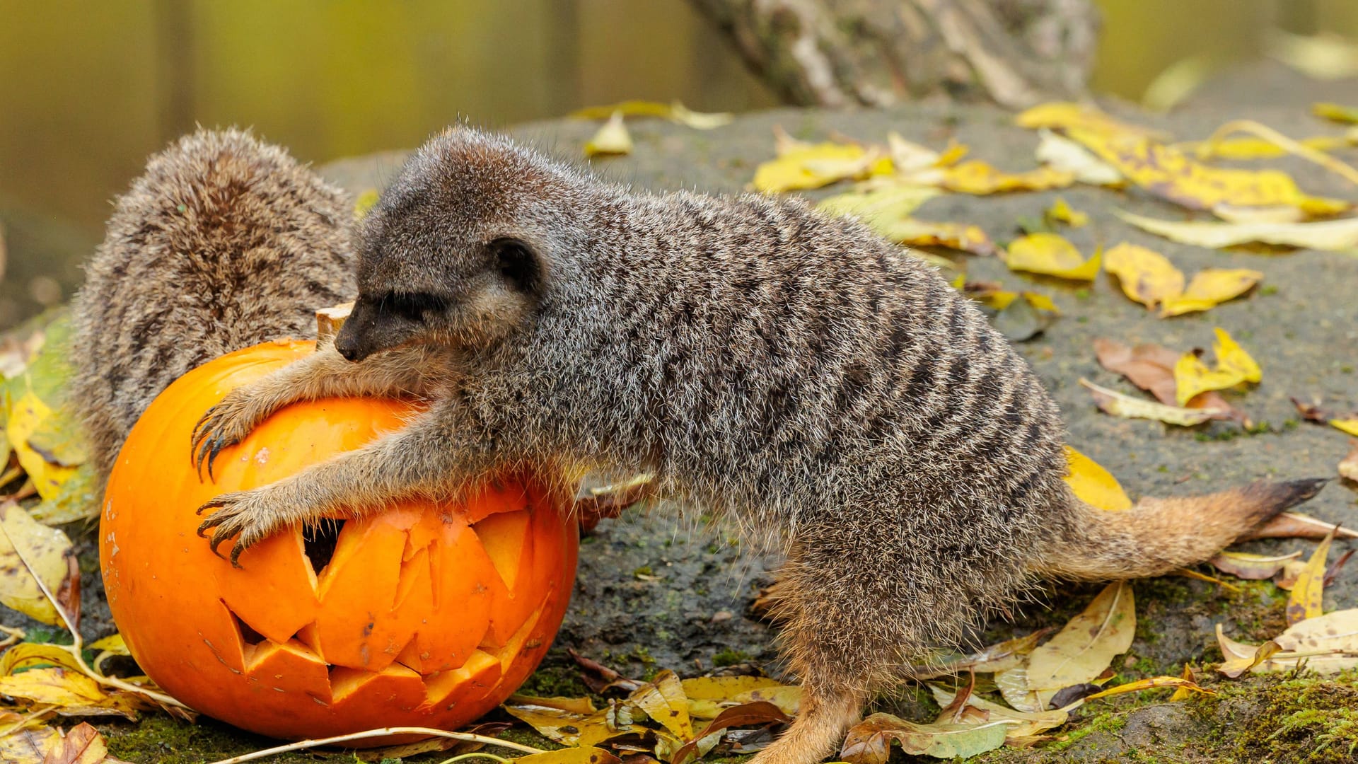 imago images 0776455033 imago images 0776455033