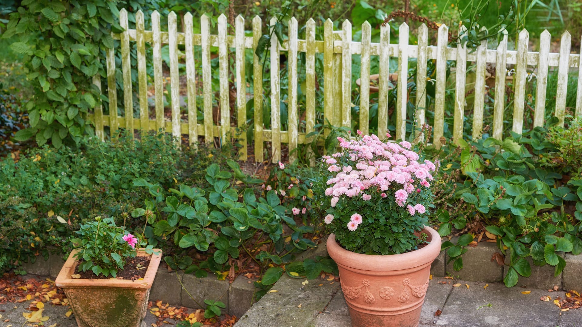 Ein undurchlässiger Zaun kann für Igel schnell zur Todesfalle werden: Um die Tiere zu schützen, sollten Sie einige Löcher oder Zwischenräume einfügen.