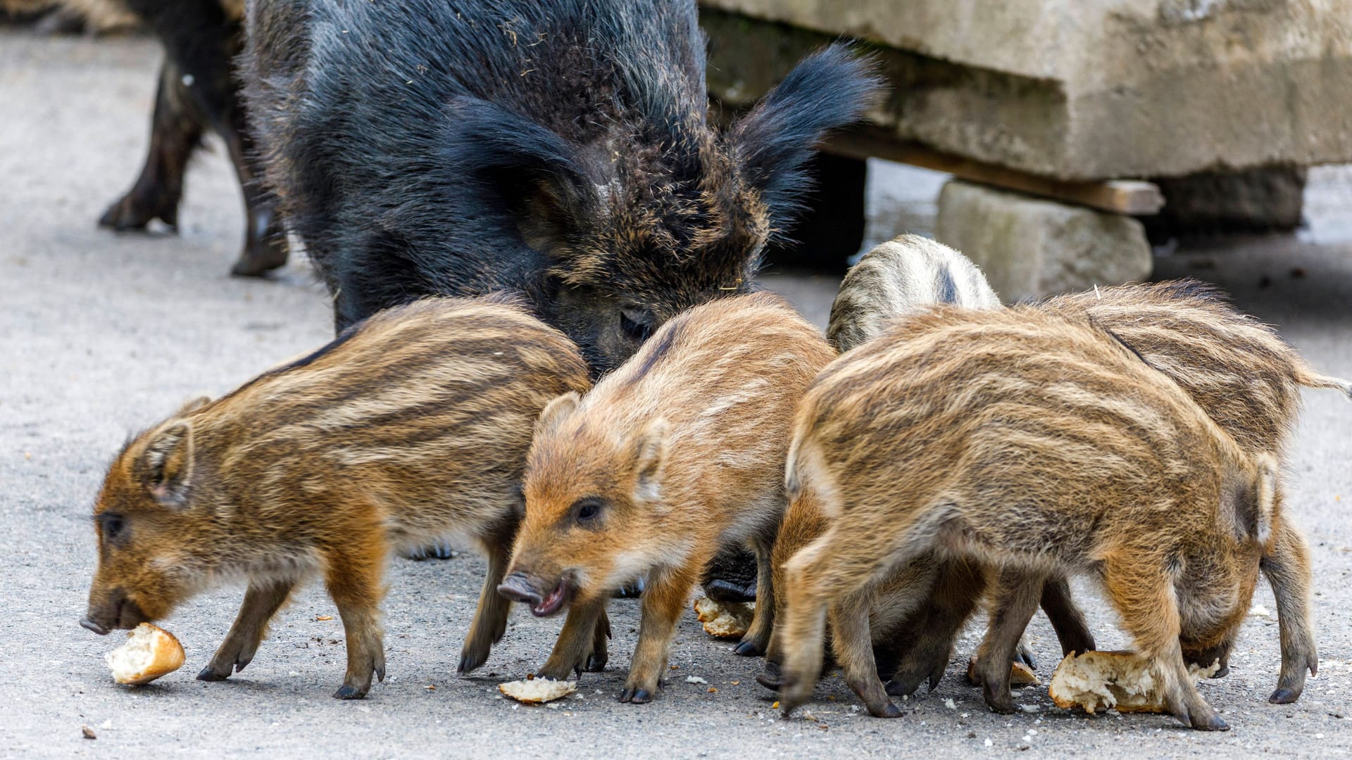 imago images 155781606 imago images 155781606