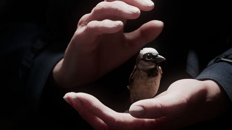 Der Kurzfilm "A Sparrow's Song" gehörte zu den großen Gewinnern der Preisverleihung. Der Kurzfilm "A Sparrow's Song" gehörte zu den großen Gewinnern der Preisverleihung.