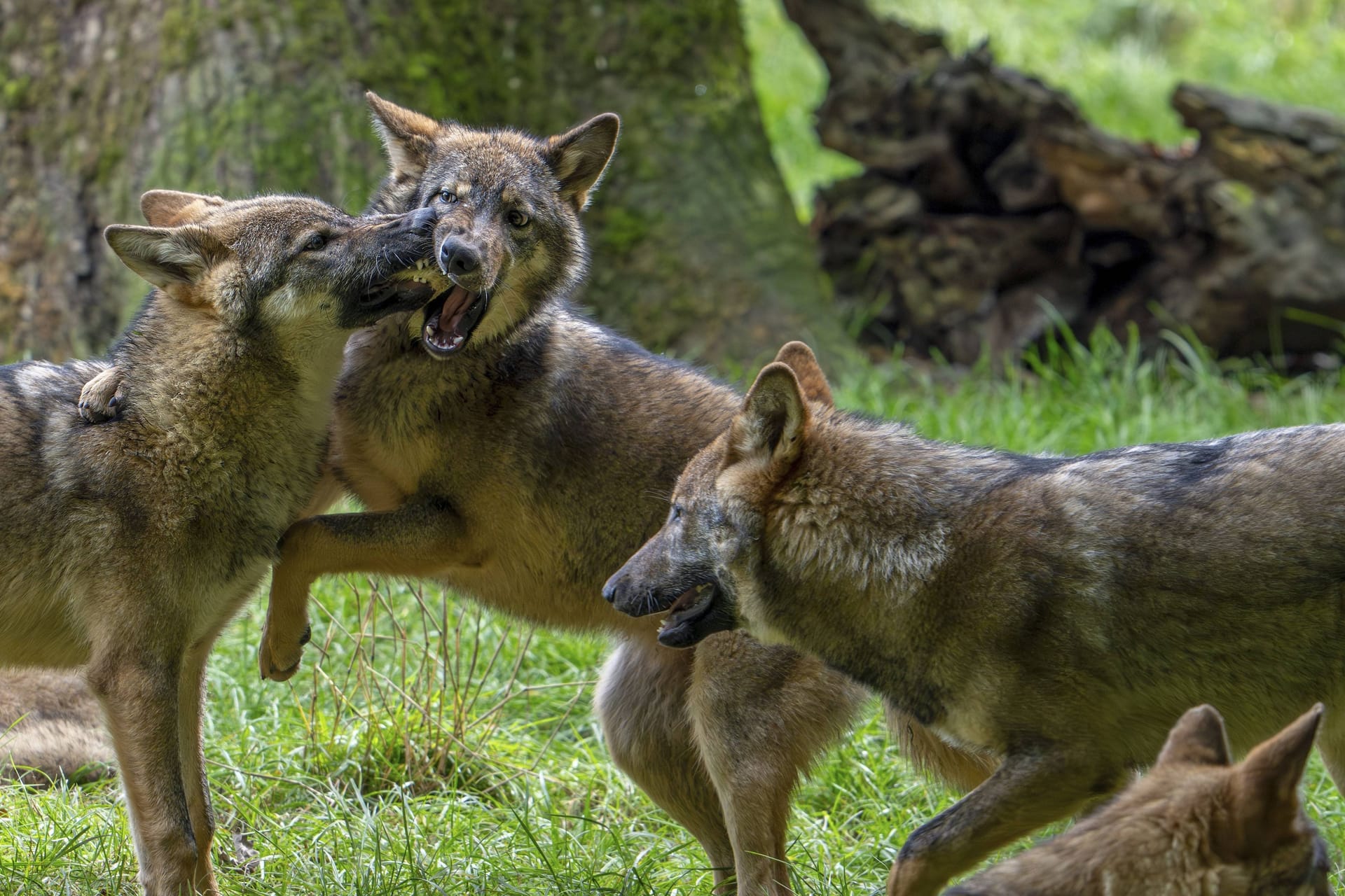 Ein Wolfsrudel im Herbst (Symbolbild): Im Landkreis Stade musste ein Züchter eine schlimme Entdeckung machen.