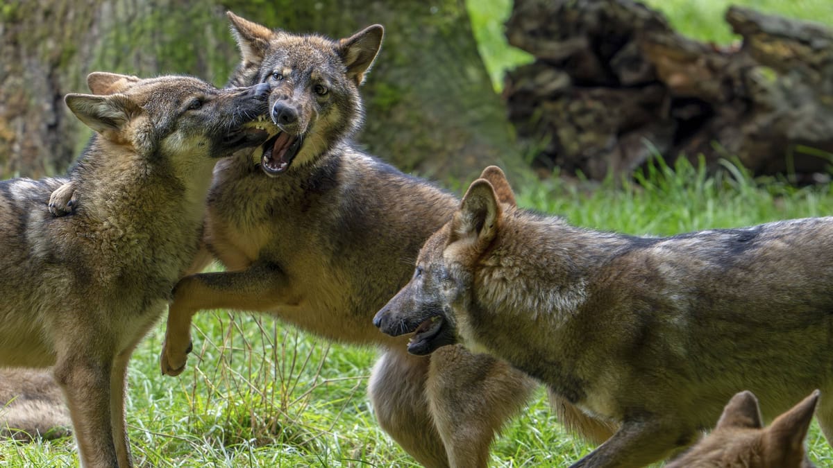 Wolf reißt Pferd nahe Hamburg: Züchter zeigt sich schockiert