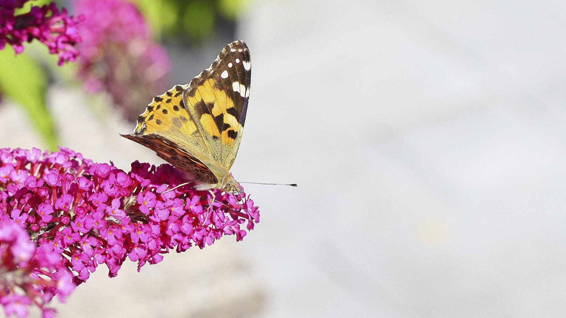 imago images 0835535657