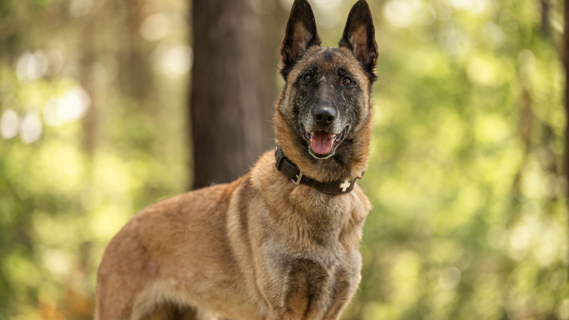 Angel sitzt im Tierheim Nürnberg – jetzt wird ein Malinois-Liebhaber gesucht. Angel sitzt im Tierheim Nürnberg – jetzt wird ein Malinois-Liebhaber gesucht.