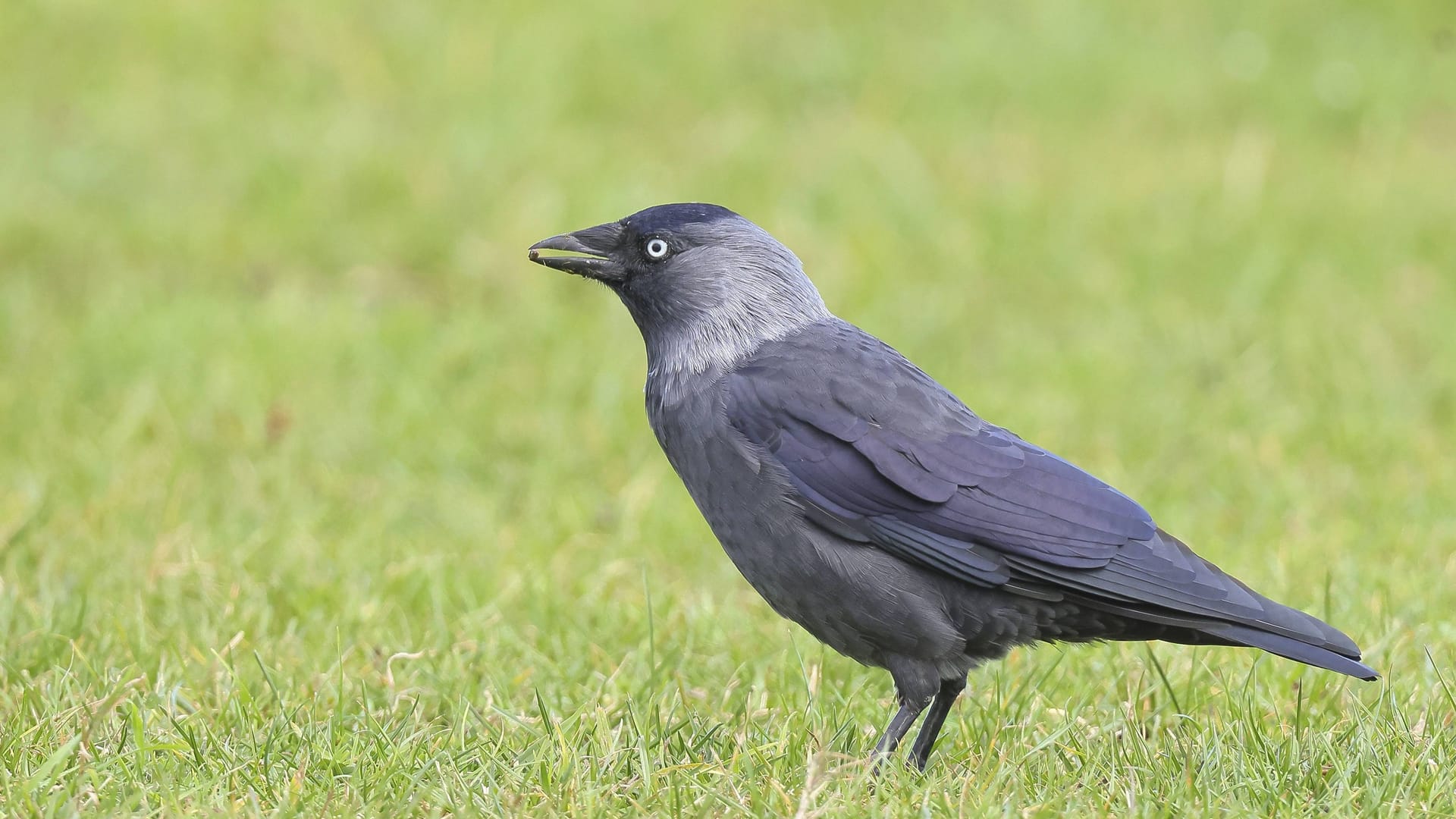 imago images 0835967551