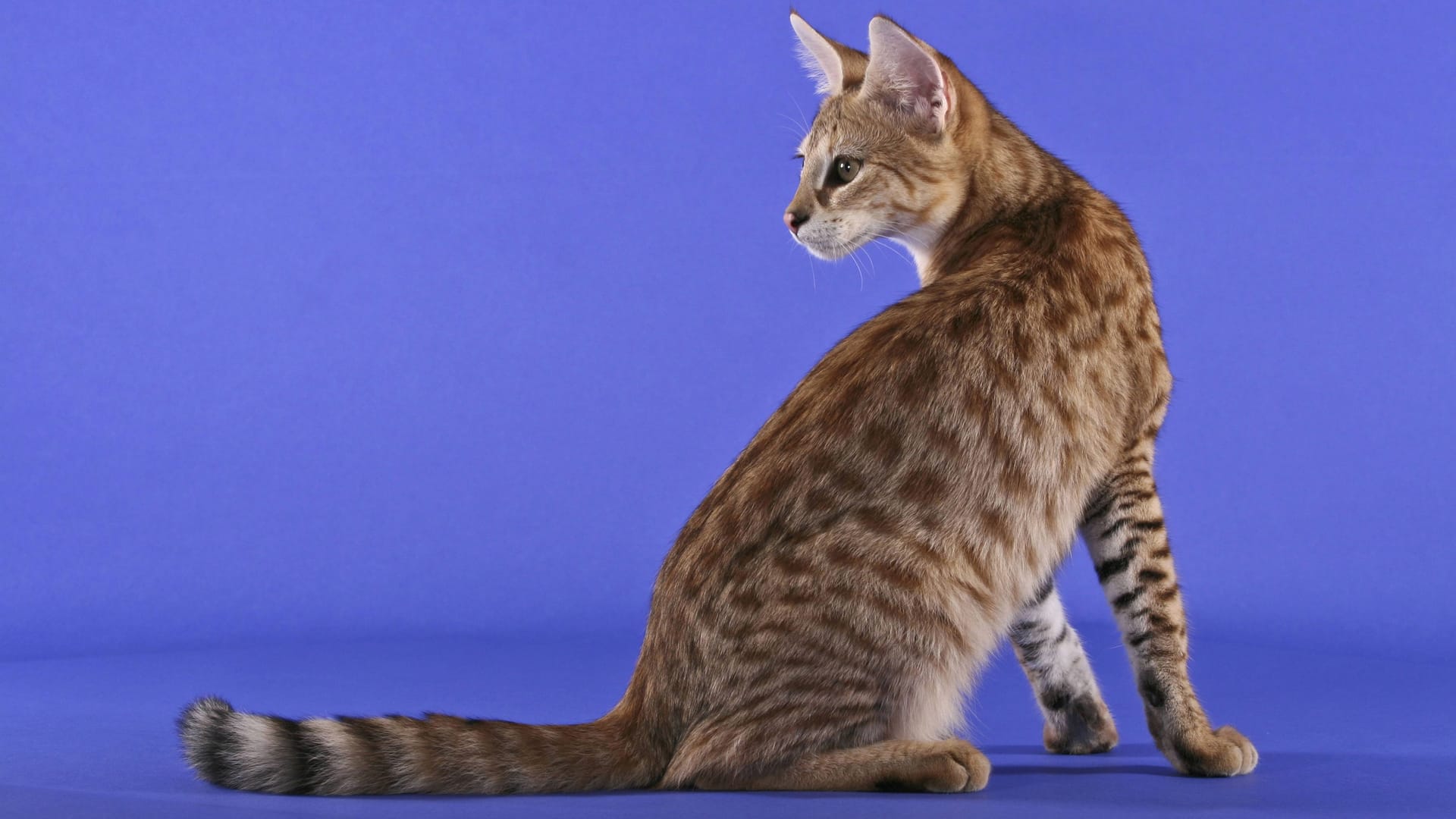 imago images 59722306 imago images 59722306