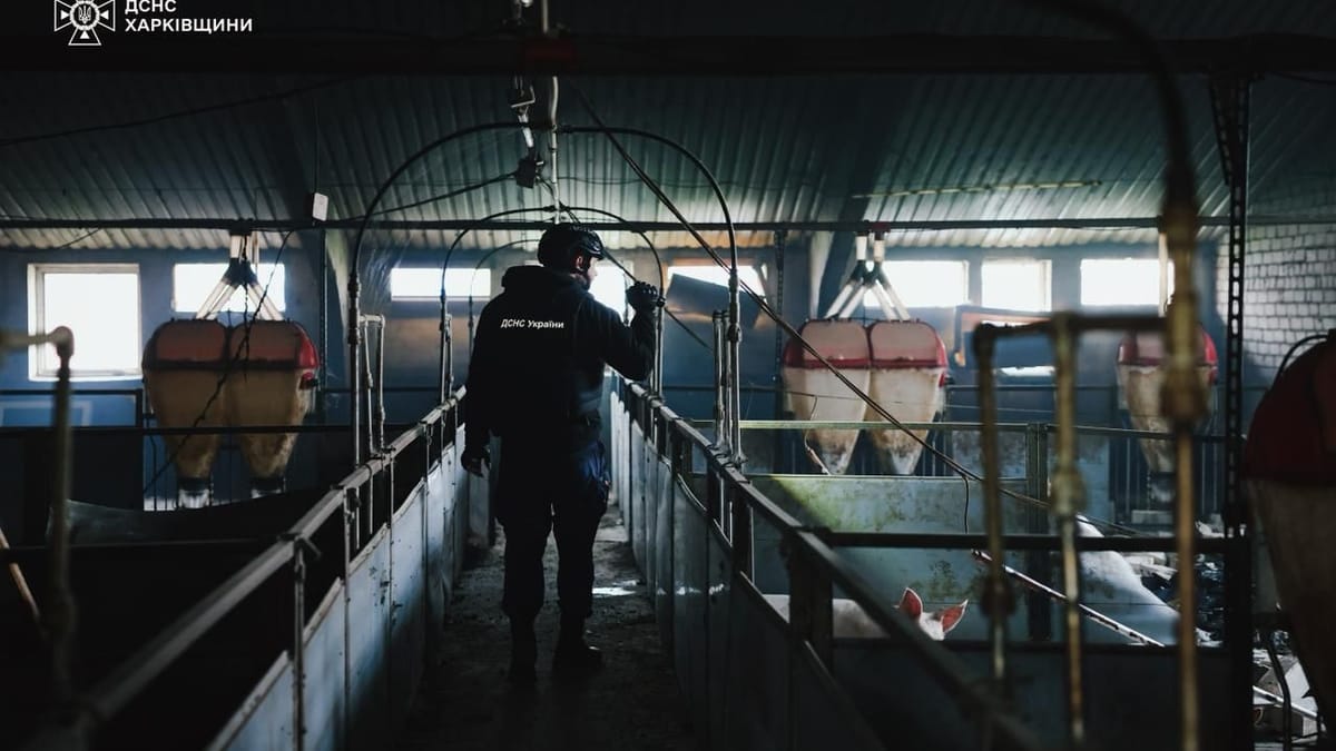 Ukraine-Krieg: Russischer Angriff tötet 13.000 Schweine