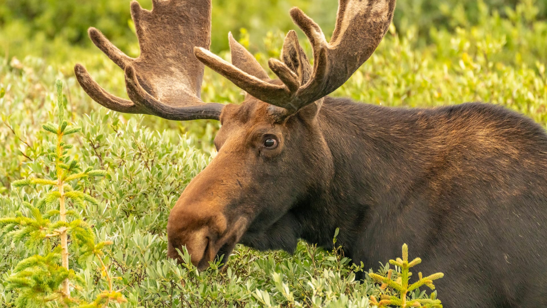 imago images 0810678000