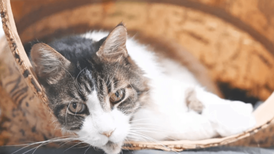 Der Kater kämpft mit etwas Übergewicht: Er sucht ein neues Zuhause, idealerweise mit weiteren Katzen. Der Kater kämpft mit etwas Übergewicht: Er sucht ein neues Zuhause, idealerweise mit weiteren Katzen.