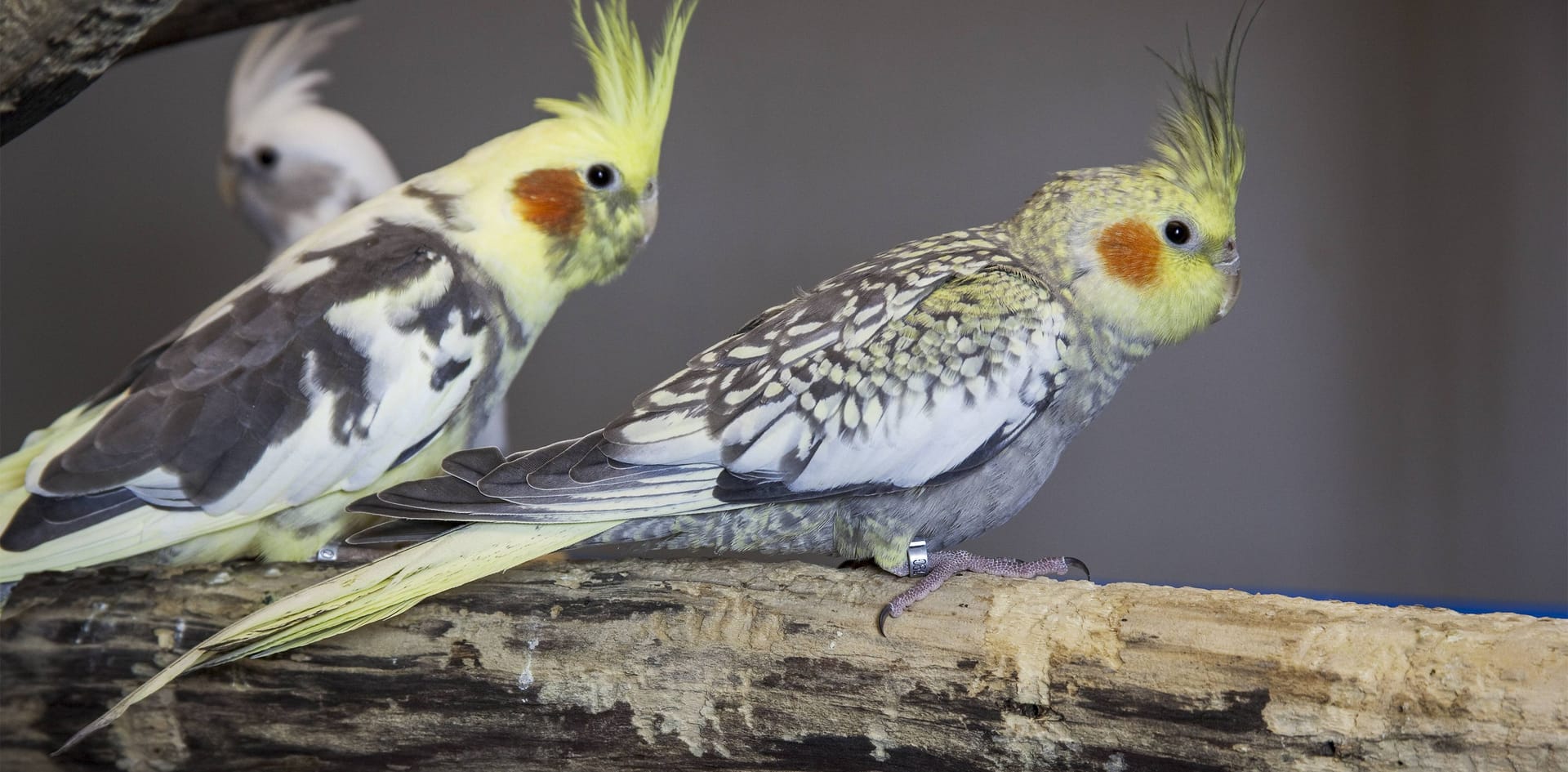 Nymphensittiche auf einem Naturast: Verschieden große natürliche Stäbe sind gesund für Ballen und Krallen. Nymphensittiche auf einem Naturast: Verschieden große natürliche Stäbe sind gesund für Ballen und Krallen.