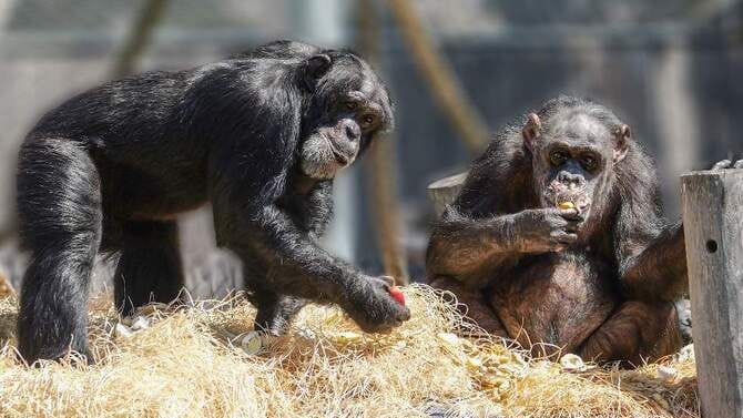 Die beiden Schimpansen Bally und Limbo sind die erste Bewohner des neuen Menschenaffen Waldes. Die beiden Schimpansen Bally und Limbo sind die erste Bewohner des neuen Menschenaffen Waldes.