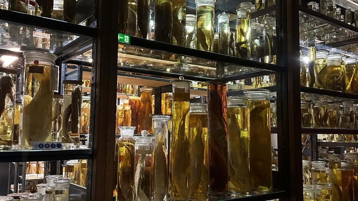 Die Sammlung "Marine Wirbellose": Etwa 70 Prozent der Ausstellungsstücke sind in Alkohol konzentriert. Die Sammlung "Marine Wirbellose": Etwa 70 Prozent der Ausstellungsstücke sind in Alkohol konzentriert.