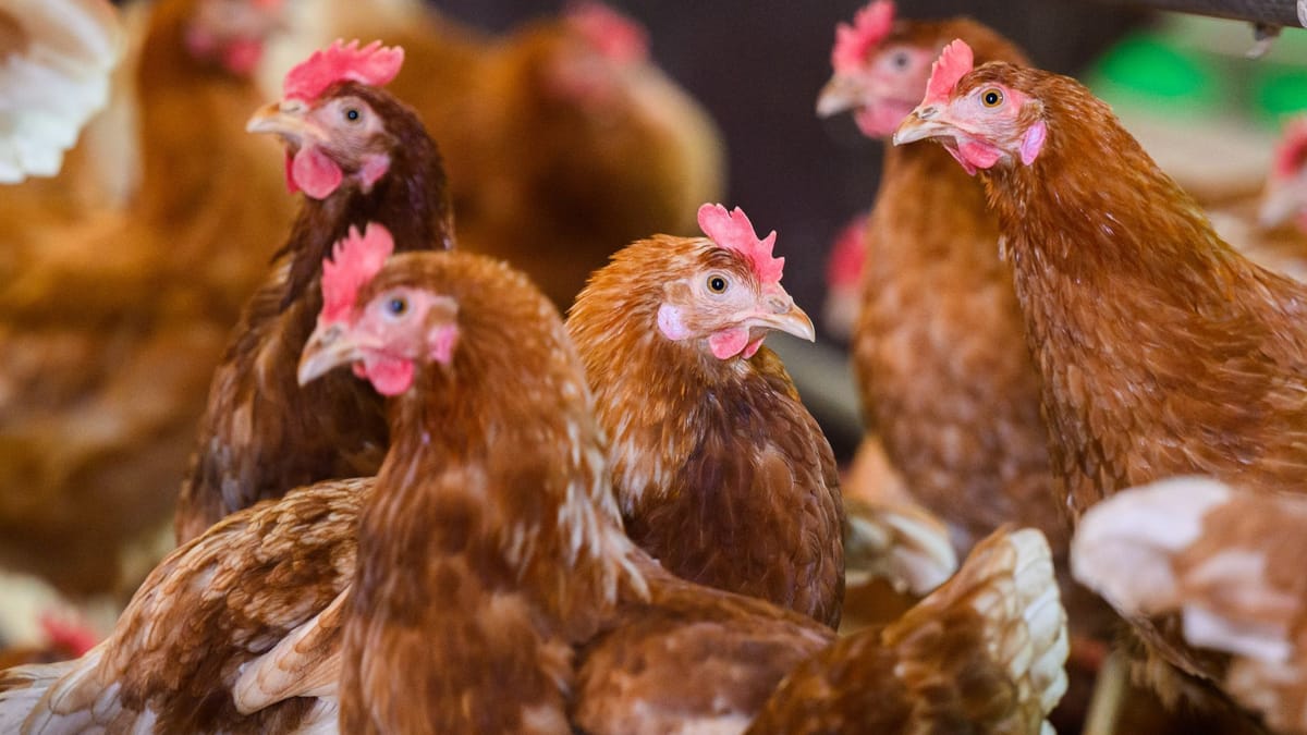 Vogelgrippe H5N5: Erster Mensch gestorben – Risiko bleibt gering