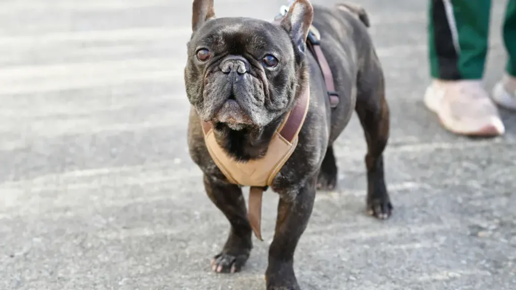 Nokart wartet schon lange im Tierheim Berlin auf seine Chance: Dabei braucht er nur lernbereite Menschen.