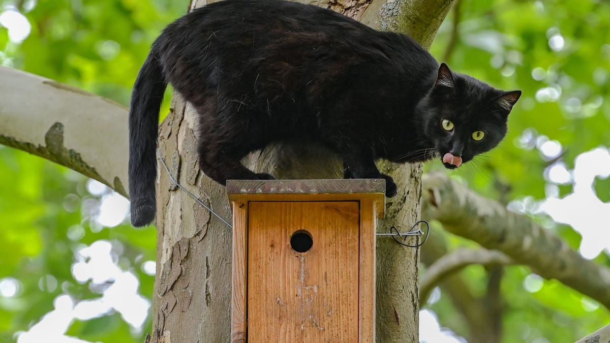 Was Haustierbesitzer jetzt beachten sollten