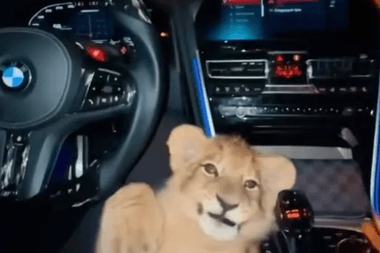 Das Löwenbaby auf der Mittelkonsole: Das Ordnungsamt sucht nach dem Fahrer.