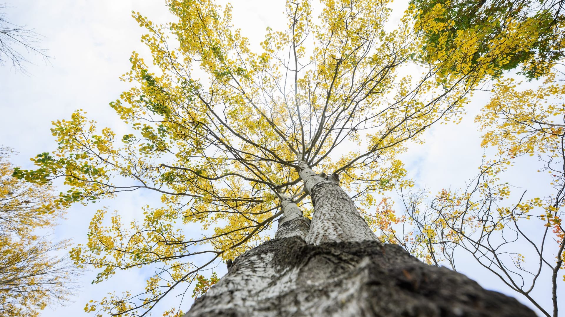 Zitterpappel Zitterpappel