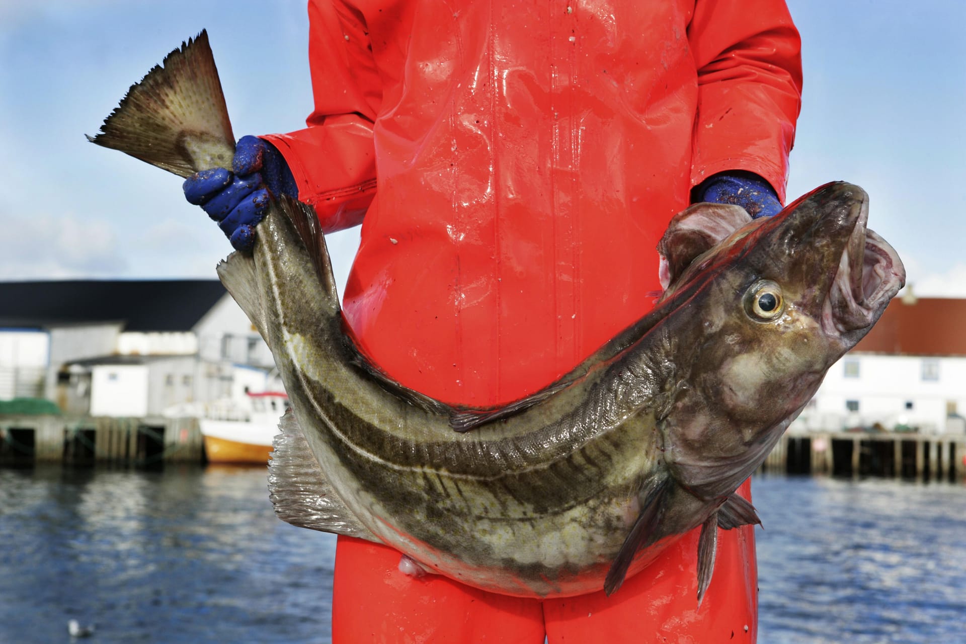 Ende einer Ära: Der Dorsch wird aussterben in der Ostsee. Ende einer Ära: Der Dorsch wird aussterben in der Ostsee.