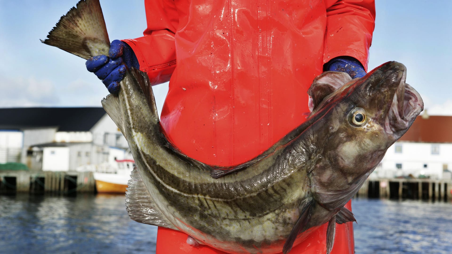 Ende einer Ära: Der Dorsch wird aussterben in der Ostsee. Ende einer Ära: Der Dorsch wird aussterben in der Ostsee.