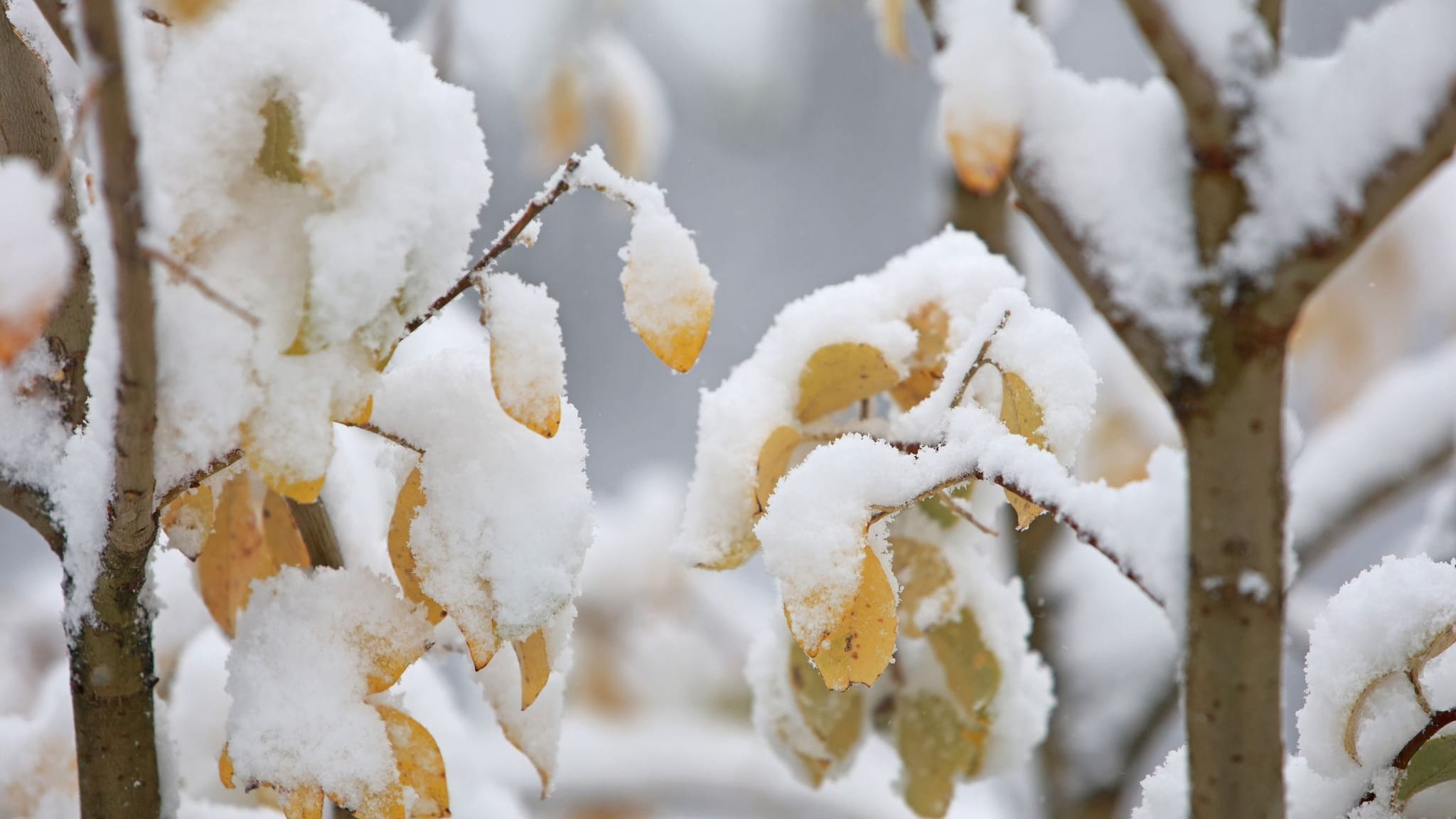 Schnee auf dem Brocken