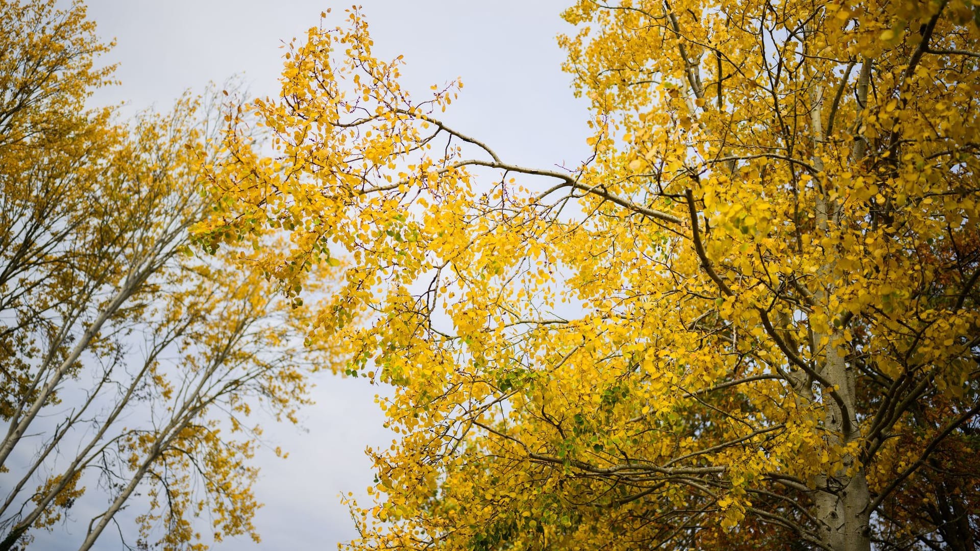 Zitterpappel Zitterpappel