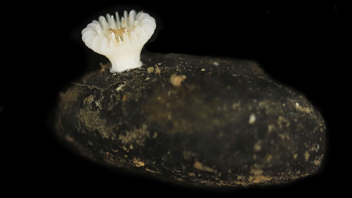 Erstmals Steinkorallen auf Manganknollen entdeckt