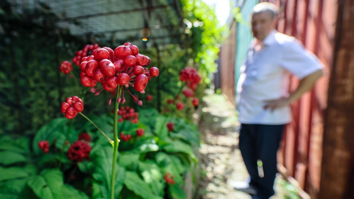 FloraFarm Walsrode – einzige Ginseng-Farm Europas