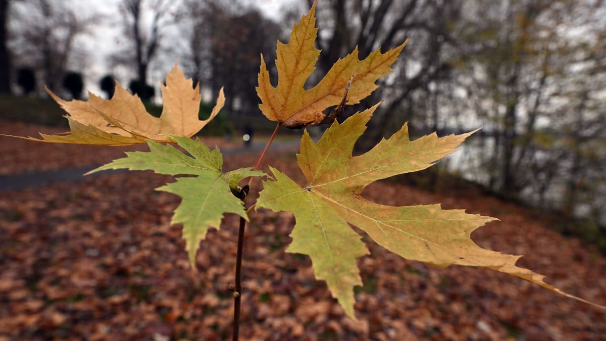 Wetterdienst: Milder Herbst trotz Schnee und Eis im November