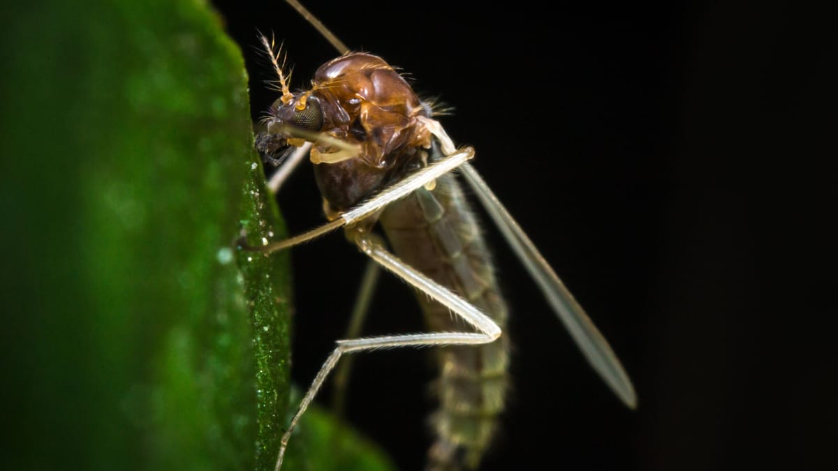 Toskana-Virus: Deutsche erkrankt nach Mückenstich im Italien-Urlaub schwer