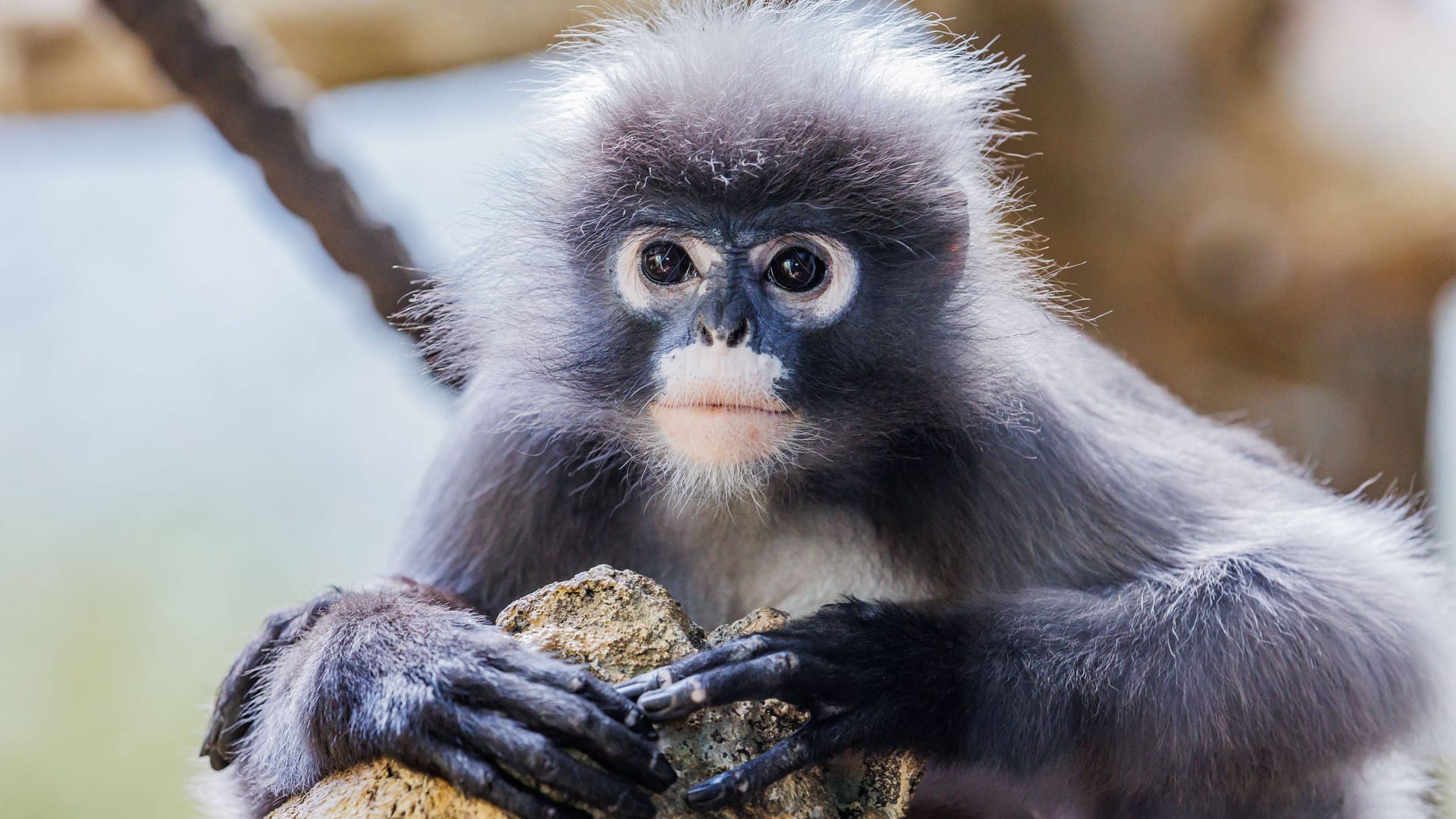 imago images 0818255406