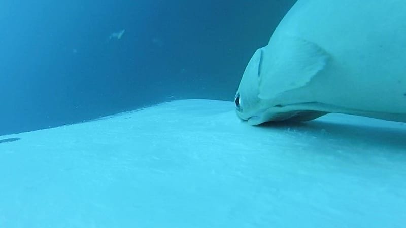 Seltene Aufnahmen: Schiffshalter surfen auf Buckelwalen vor Australien. Seltene Aufnahmen: Schiffshalter surfen auf Buckelwalen vor Australien.