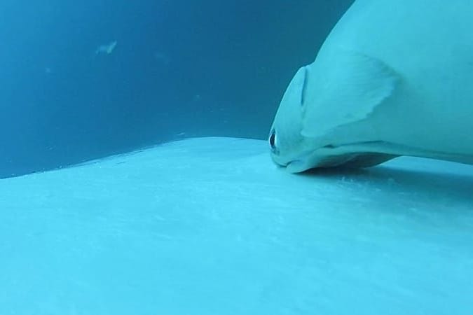 Seltene Aufnahmen: Schiffshalter surfen auf Buckelwalen vor Australien. Seltene Aufnahmen: Schiffshalter surfen auf Buckelwalen vor Australien.