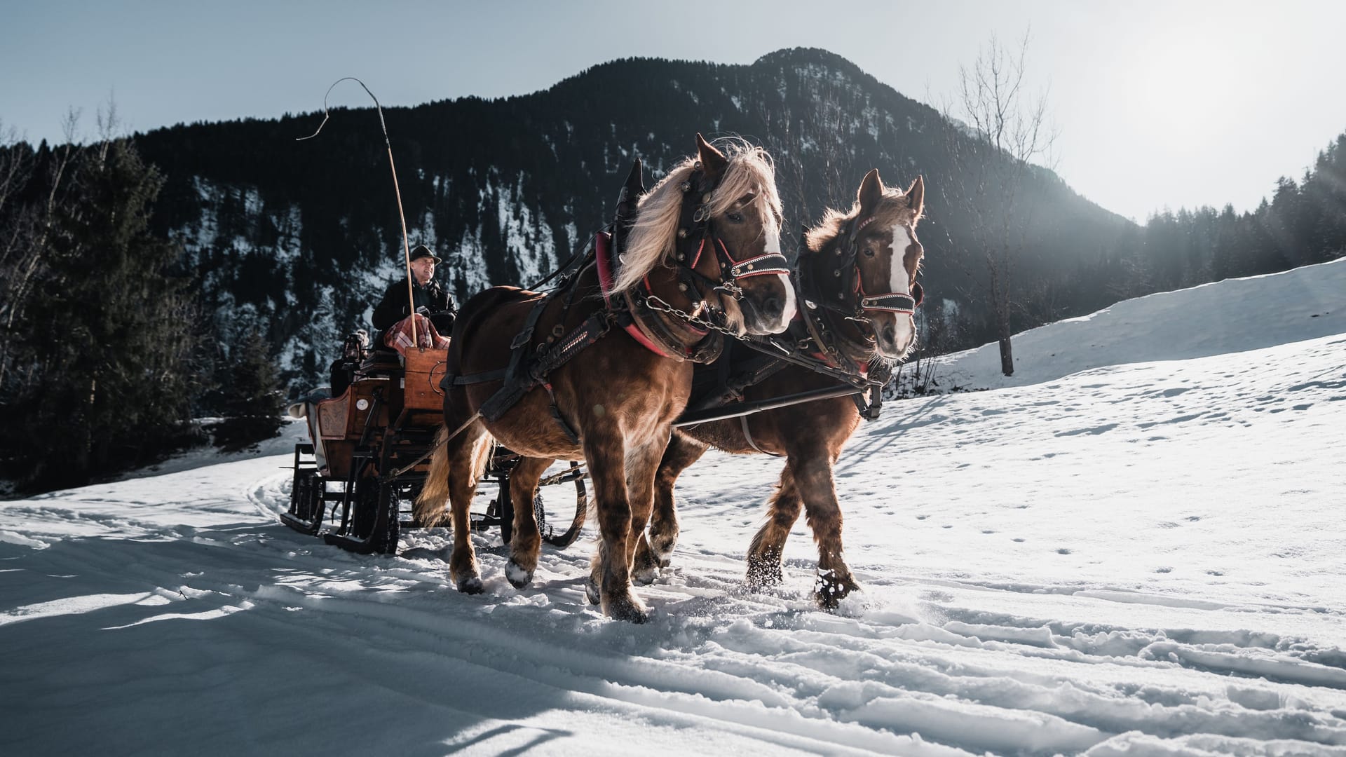 Eingehüllt in dicke Decken, vorbei an tief verschneiten Wäldern: Eine Pferdeschlittenfahrt wird zum unvergesslichen Erlebnis.