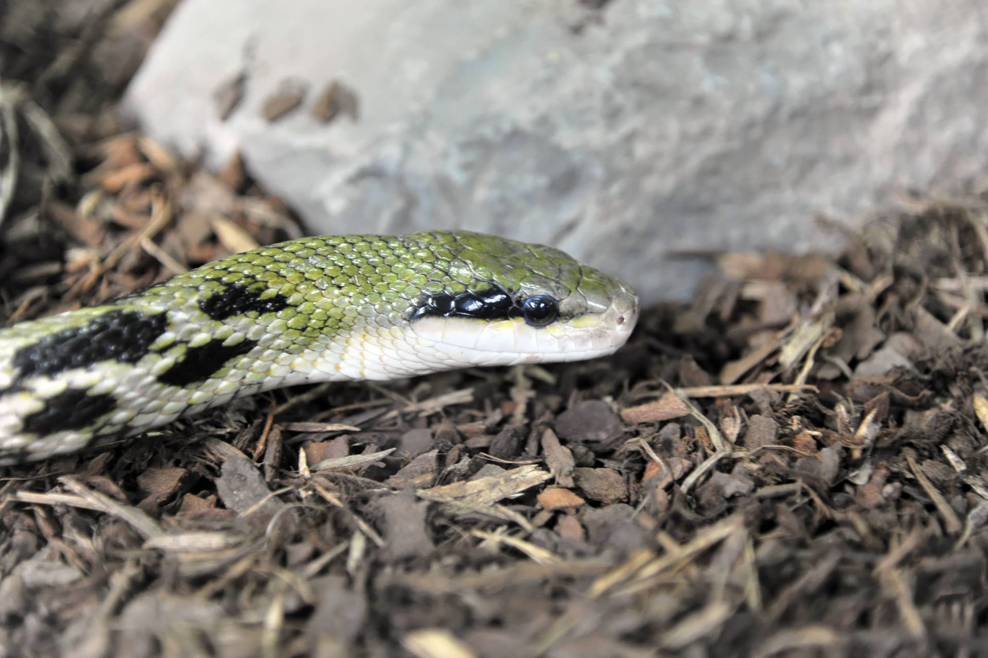 Schönnatter (Symbolfoto): Ein ähnliches Exemplar wurde am Donnerstag in einem Zug entdeckt.