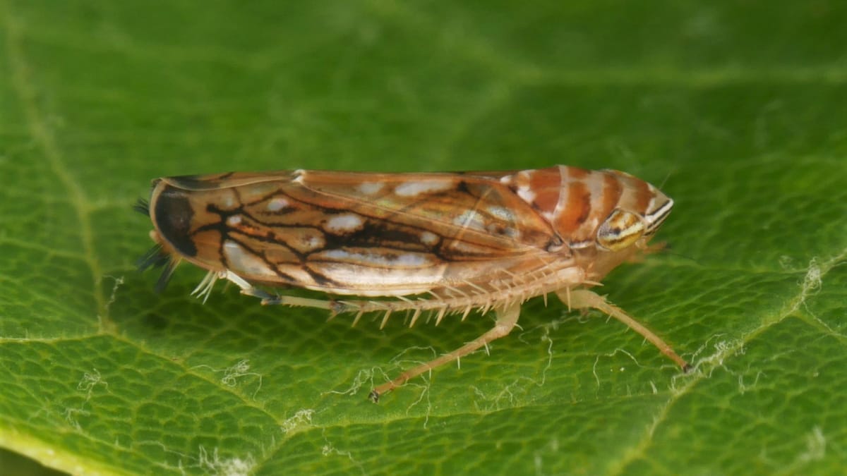 Neue Rebkrankheit nachgewiesen: Gefahr schneller Ausbreitung