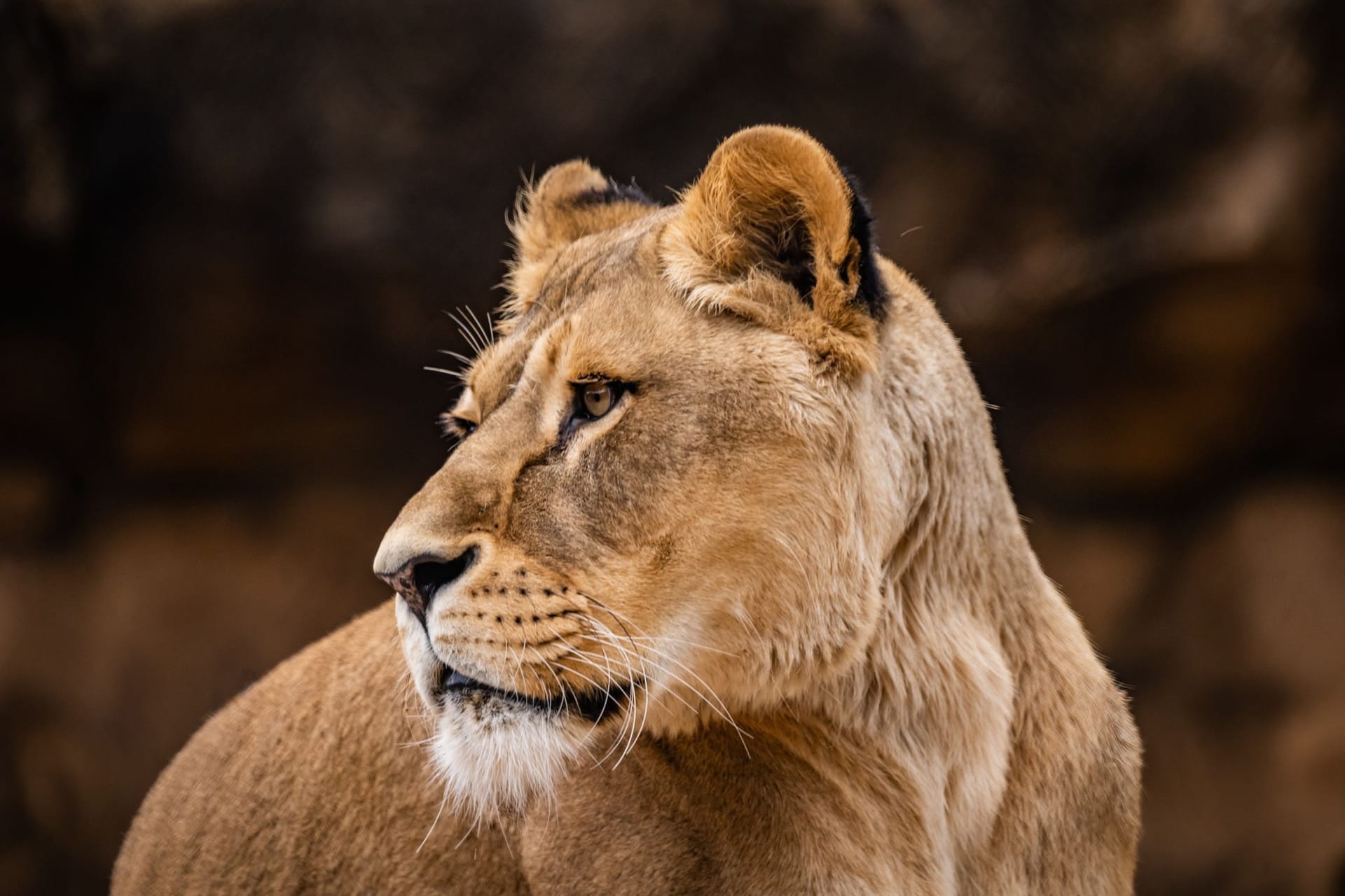Löwin Abaja im Zoo Dresden