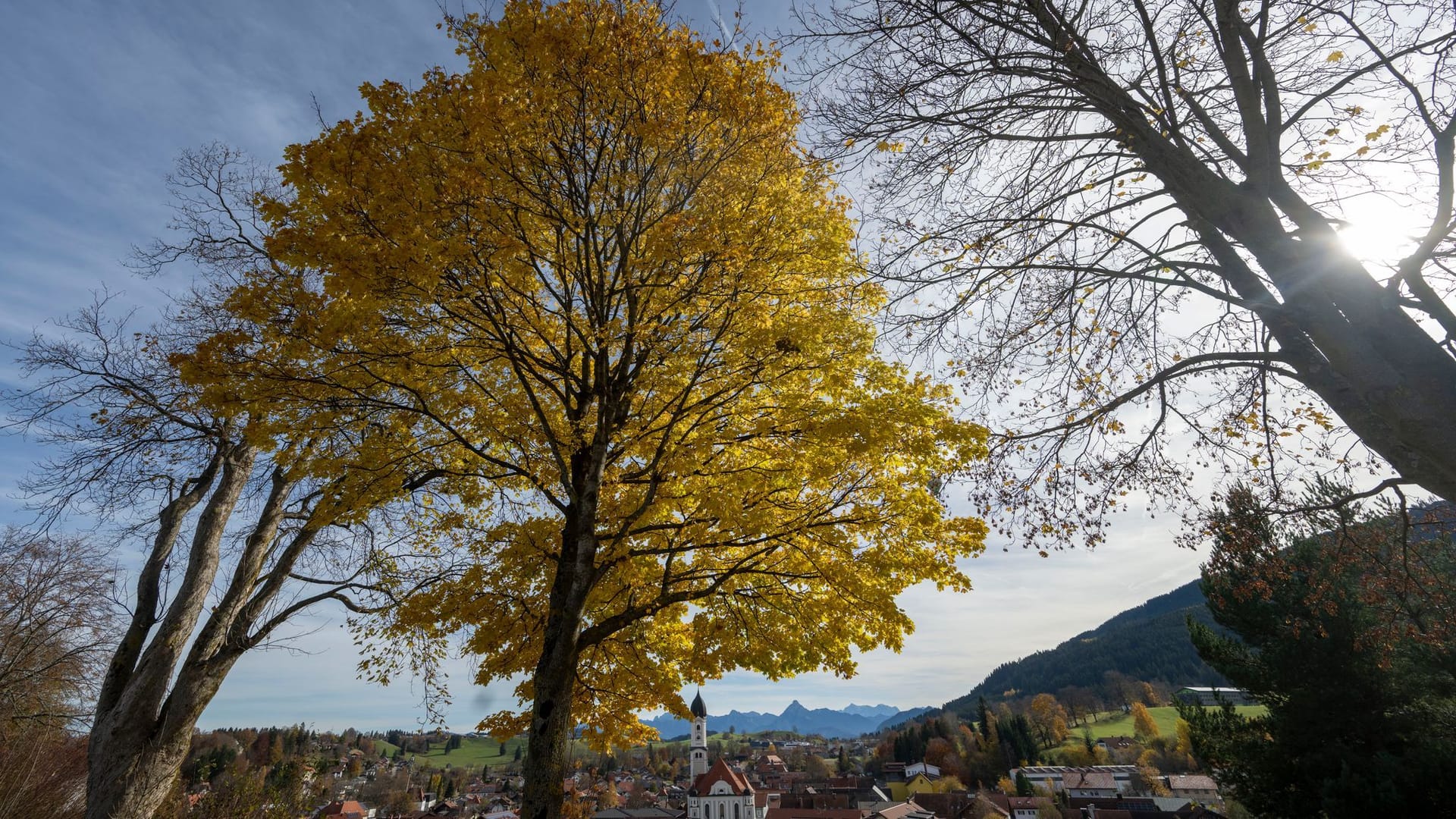 Herbstwetter in Bayern: Die Sonne scheint durch das bunte Laub eines Baumes. Herbstwetter in Bayern: Die Sonne scheint durch das bunte Laub eines Baumes.