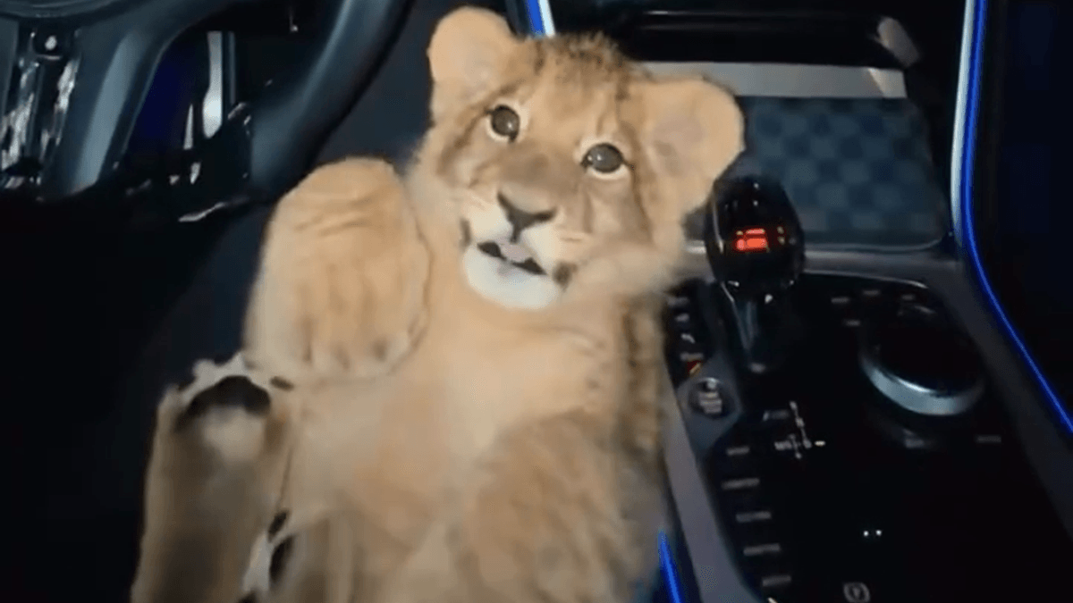 Mutmaßliche Spazierfahrt mit Löwe auf dem Schoß – Polizei ermittelt