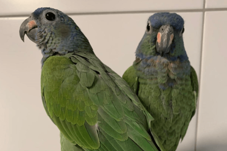 Zwei Schwarzohrpapageien im Tierheim Hannover: Die Tiere sind auf der Suche nach einem artgerechten Zuhause. Zwei Schwarzohrpapageien im Tierheim Hannover: Die Tiere sind auf der Suche nach einem artgerechten Zuhause.