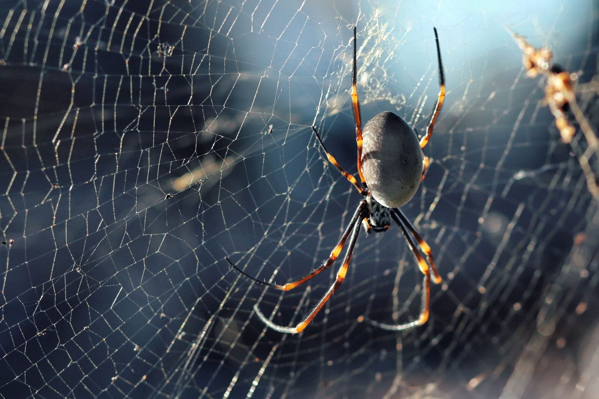Close-up of Pacific golden orb weaver on its web, Trichonephila plumpies. Australia Close-up of Pacific golden orb weaver on its web, Trichonephila plumpies. Australia